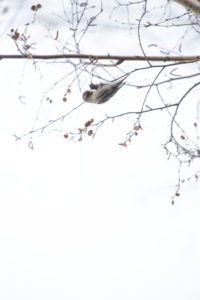 Greenfinches in winter on a birch Greenfinches in winter on a birch